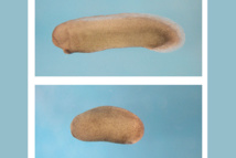 En la imagen superior, un embrión de rana se desarrolla normalmente. En la imagen inferior, aparece un embrión de rana que carece de cabeza y cerebro como resultado de la supresión de la proteína Notum. Fuente: HARVARDgazette.