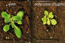 Los antibióticos afectan mucho al desarrollo de la 'Arabidopsis thaliana' (izquierda, con agua sola; derecha, con doxicilina). Fuente: EPFL.