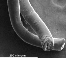 Pares de nanofibras de carbono que se han probado para su uso como electrodos cerebrales. Imagen: Laboratorio de Pasquali. Fuente: Universidad de Rice.