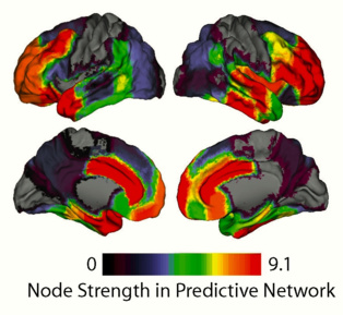 Fuerza de las conexiones entre áreas cerebrales de la superficie cortical. Los colores cálidos indican gran fuerza y los fríos lo contrario. Fuente: UC Santa Barbara.