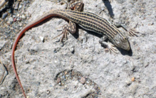 Las tonalidades llamativas hacen que los depredadores ataquen la cola, parte del cuerpo que las lagartijas pueden regenerar. Fuente: MNCN-CSIC. Las tonalidades llamativas hacen que los depredadores ataquen la cola, parte del cuerpo que las lagartijas pueden regenerar. Fuente: MNCN-CSIC.