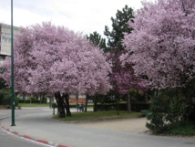 Almendros en flor en la Avenida de Salamanca (Valladolid) de Rondador - Trabajo propio. Disponible bajo la licencia CC BY-SA 3.0 vía Wikimedia Commons. Almendros en flor en la Avenida de Salamanca (Valladolid) de Rondador - Trabajo propio. Disponible bajo la licencia CC BY-SA 3.0 vía Wikimedia Commons.