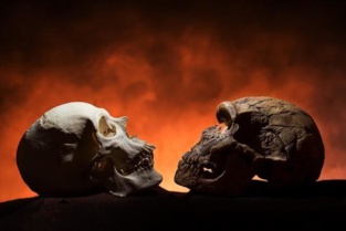 El cráneo moderno (izquierda) tiene mentón, a diferencia de uno de neandertal. Imagen: Tim Schoon. Fuente: UI.