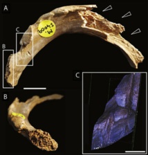 Huellas de masticación humana en huesos también humanos. Fuente: Museo de Historia Natural.