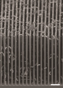 Imagen transversal, tomada con un microscopio electrónico de barrido, del sistema híbrido bacteria/nanocables creado. Fuente: Berkeley Lab.