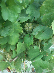 La uva durante el proceso de maduración. Fuente: Fundación Descubre. La uva durante el proceso de maduración. Fuente: Fundación Descubre.