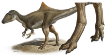 'Concavenator corcovatus' (Cazador jorobado de Cuenca). Reconstrucción a partir del único ejemplar fósil conocido, hallado en 2003 en el yacimiento de Las Hoyas. Imagen: Raúl Martin. Fuente: UAM Gazette. 'Concavenator corcovatus' (Cazador jorobado de Cuenca). Reconstrucción a partir del único ejemplar fósil conocido, hallado en 2003 en el yacimiento de Las Hoyas. Imagen: Raúl Martin. Fuente: UAM Gazette.