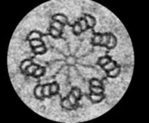 Micrografía electrónica de un centriolo. Imagen: Pierre Gönczy. Fuente: EPFL. Micrografía electrónica de un centriolo. Imagen: Pierre Gönczy. Fuente: EPFL.