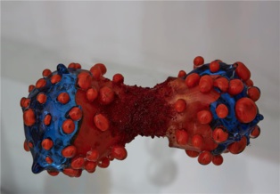 ‘Células”, por Lucy y Jorge Orta. Imagen: EMBL Photolab. Fuente: AlphaGalileo. ‘Células”, por Lucy y Jorge Orta. Imagen: EMBL Photolab. Fuente: AlphaGalileo.