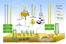Esta imagen muestra los procesos de emisión de gases de efecto invernadero y el secuestro de dichos gases, en el agroecosistema estudiado. Fuente: ©Science China Press.