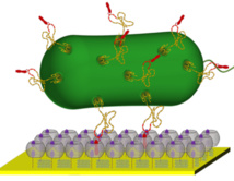 Bacteria 'pegada' al material. Fuente: Universidad de Twente.