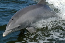 Delfín nariz de botella. Fuente: NASA.