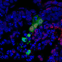 En verde, nuevo tipo de célula madre humana integrándose y desarrollándose en el entorno celular de un embrión de ratón no viable. En rojo, células del linaje del endodermo que pueden dar lugar al tejido que cubre los órganos de los aparatos digestivo y respiratorio. Fuente: Instituto Salk.