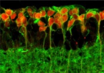 La retina de un ratón ciego tratado con el nuevo método: Una 'antena de la luz' se ha unido a las células (en rojo). Imagen: Sonja Kleinlogel. Fuente: PlosOne.