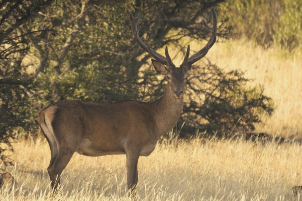 Ciervo común. Fuente: CSIC. Ciervo común. Fuente: CSIC.