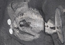 'Odaraia alata', un artrópodo de Burgess Shale que se asemeja a un submarino. Imagen: Jean Bernard Caron. Fuente: Royal Ontario Museum.