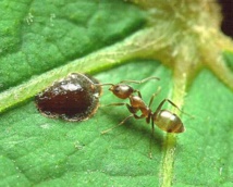 Linepithema humilis, hormiga argentina que ‘sabe’ matemáticas. Imagen: Penarc. Fuente: Wikimedia Commons.
