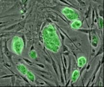 Micrografía de células madre embrionarias de ratón teñidas con un marcador fluorescente verde. Fuente: Wikimedia Commons.