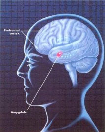 Partes del cerebro implicadas en la violencia, según un estudio de 2007. Imagen: Lydia Kibiuk. Fuente: SFN.