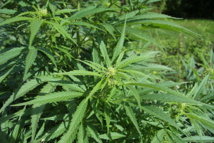 Planta de cannabis. Imagen: Chmee2. Fuente: Wikipedia. Planta de cannabis. Imagen: Chmee2. Fuente: Wikipedia.