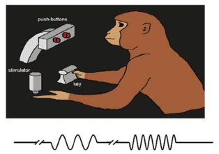 El experimento con primates. Fuente: UPF.