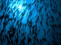 Foto: Universidad de Miami, RSMAS. Foto: Universidad de Miami, RSMAS.