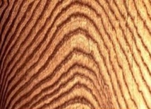 El método puede aplicarse a los anillos de los árboles. Fuente: UPM. El método puede aplicarse a los anillos de los árboles. Fuente: UPM.