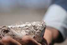 El descubrimiento del fósil es la evidencia definitiva de que el ‘Australopithecus afarensis’ compartió espacio y tiempo con otras especies de homínidos en el Plioceno medio. Imagen: Yohaness Haile-Selassie. Fuente: UB.
