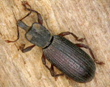 Ejemplar de 'Oromia thoracica'. Fuente: Heriberto López. Ejemplar de 'Oromia thoracica'. Fuente: Heriberto López.