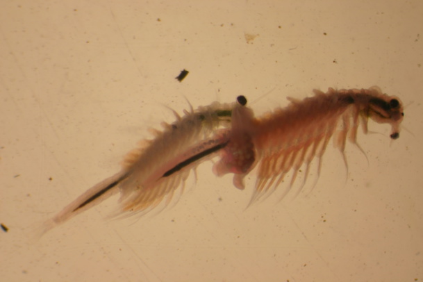 'Artemia franciscana'. Fuente: CSIC. 'Artemia franciscana'. Fuente: CSIC.