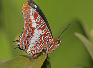 Fuente: Wikimedia Commons. Fuente: Wikimedia Commons.