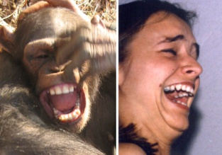 Un chimpancé y un humano, riendo. Fuente: Universidad de Portsmouth.