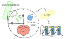 Wyss Institute at Harvard University Wyss Institute at Harvard University