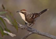 Un gárrulo coronirrufo o ‘Pomatostomus ruficeps’. Imagen: Chris Tzaros. Fuente: http://birdlife.org.au/bird-profile/chestnut-crowned-babbler (Wikimedia Commons). Un gárrulo coronirrufo o ‘Pomatostomus ruficeps’. Imagen: Chris Tzaros. Fuente: http://birdlife.org.au/bird-profile/chestnut-crowned-babbler (Wikimedia Commons).