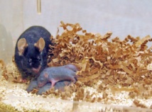 Los hijos de ratonas expuestas a feromonas masculinas 'antes' del embarazo son más inteligentes. Fuente: Universidad de Indiana.