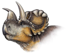 'Wendiceratops pinhornensis'. Imagen: Danielle Dufault. 'Wendiceratops pinhornensis'. Imagen: Danielle Dufault.
