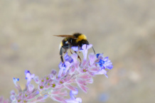 Un abejorro común ('Bombus terrestris') en Nottingham (Reino Unido). Imagen: Jeremy Kerr. Fuente: Universidad de Ottawa. Un abejorro común ('Bombus terrestris') en Nottingham (Reino Unido). Imagen: Jeremy Kerr. Fuente: Universidad de Ottawa.