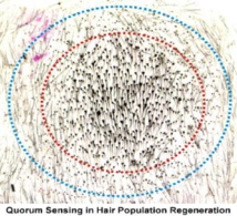 'Quorum Sensing' en regeneración capilar. Imagen: Cheng-Ming Chuong. Fuente: Eurekalert!