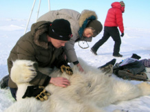 os investigadores inspeccionan el registro de temperatura implantado en un oso, en Alaska en 2009. Imagen: Mike Lockhart. Fuente: Sinc. os investigadores inspeccionan el registro de temperatura implantado en un oso, en Alaska en 2009. Imagen: Mike Lockhart. Fuente: Sinc.