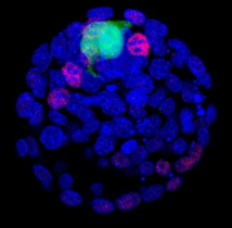 Células madres pluripotentes (verde) en el epiblasto (rojo) de un embrión de ratón en día 3,5 de gestación (azul). Fuente: UGR.