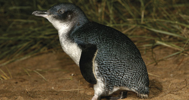 El pingüino enano australiano. Fuente: CSIC. El pingüino enano australiano. Fuente: CSIC.
