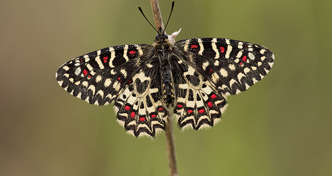 Muchas mariposas parecen iguales al ojo humano, pero el ADN revela las diferencias. Fuente: CSIC.