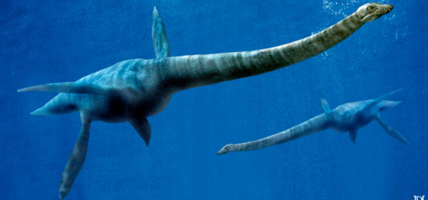 Ilustración de un plesiosaurio. Fuente: Instituto Antártico Argentino. Ilustración de un plesiosaurio. Fuente: Instituto Antártico Argentino.