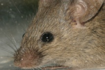 Los ratones separados de sus madres sufren estrés. Imagen: xandert. Fuente: MorgueFile. Los ratones separados de sus madres sufren estrés. Imagen: xandert. Fuente: MorgueFile.