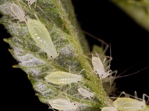 Plaga de áfidos en planta de frambuesa, en Estados Unidos. Fuente: Departamento de Agricultura de EE.UU.