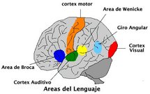 Áreas del lenguaje en el cerebro.