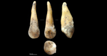 Diente hallado en Cova Bonica, de 7.400 años de antigüedad. Imagen: Joan Daura/Montserrat Sanz. Fuente: CSIC. Diente hallado en Cova Bonica, de 7.400 años de antigüedad. Imagen: Joan Daura/Montserrat Sanz. Fuente: CSIC.