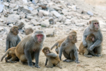 El estudio fue realizado con monos rhesus, un modelo más similar a los humanos en lo que a etapas de desarrollo se refiere. Imagen: Paul and Jill. Fuente: Flickr.