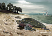 Así sería el hábitat de la tortuga marina más antigua hasta ahora encontrada.  Imagen: © Jorge Blanco. Fuente: AlphaGalileo.
