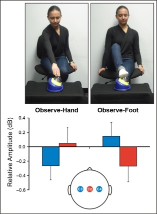 Según el adulto utilice la mano o el pie para tocar algo, se activa una zona distinta del cerebro del bebé. Imagen: Saby et al. Fuente: PLoS ONE.